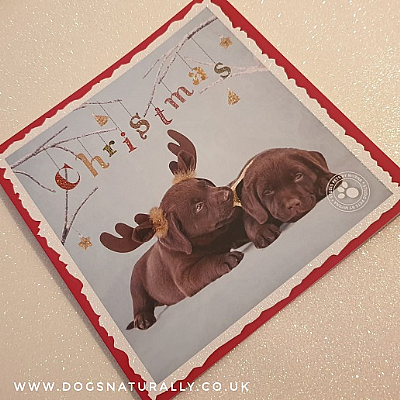 Chocolate Labrador Puppy Christmas Card